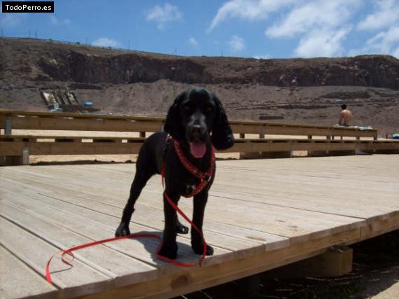 Foto del perro Azabache