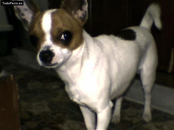 Foto del perro Toby