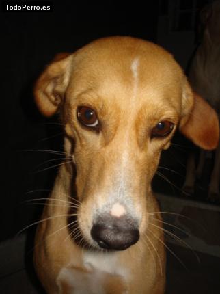 Foto del perro Susy