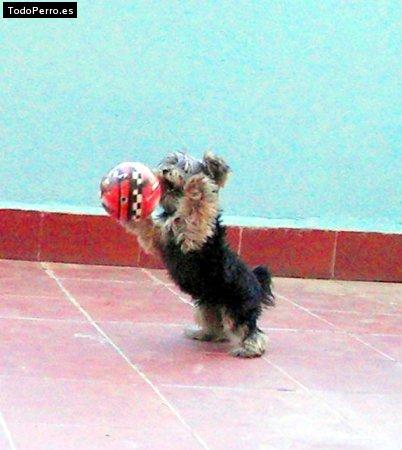 Foto del perro Trasto