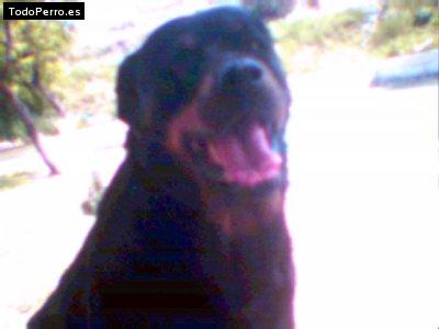 Foto del perro Mariajose