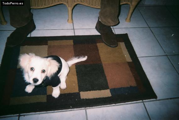 Foto del perro Sam sam