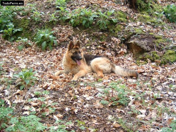 Foto del perro Bruce