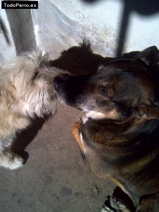 Foto del perro Pampa y nino