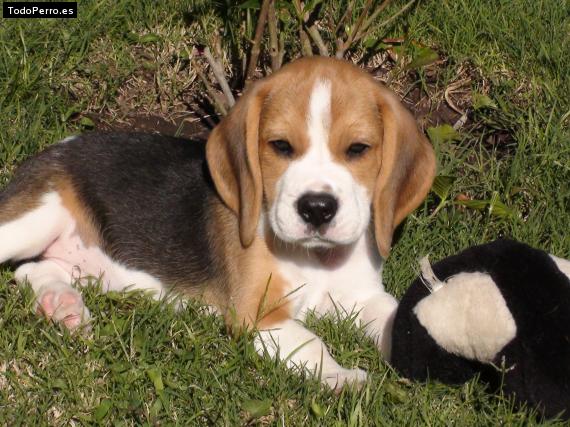 Foto del perro Napoleon