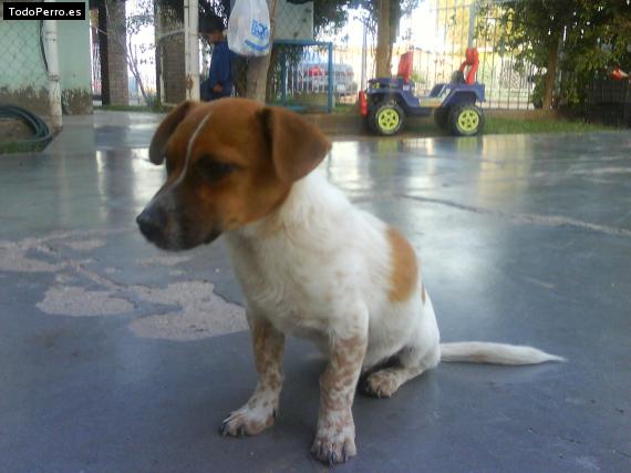 Foto del perro Chapo