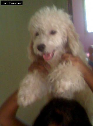 Foto del perro Cody