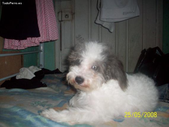 Foto del perro Sassy