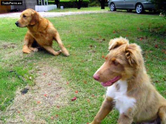 Foto del perro Pipo y clari