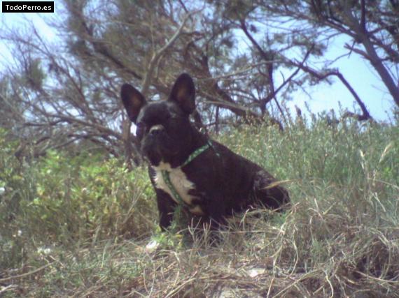 Foto del perro Mayra