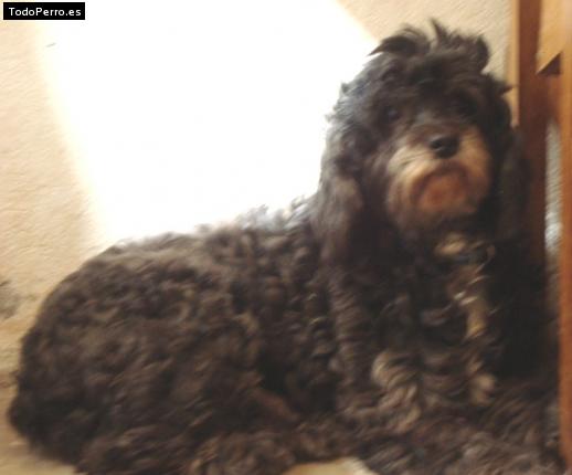 Foto del perro Sabrina