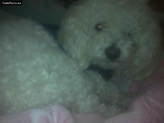 Foto del perro Cheky