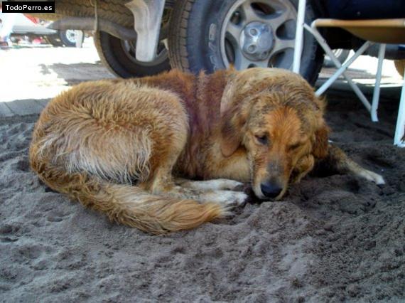 La foto del perro Clarita Foto del perro Clarita