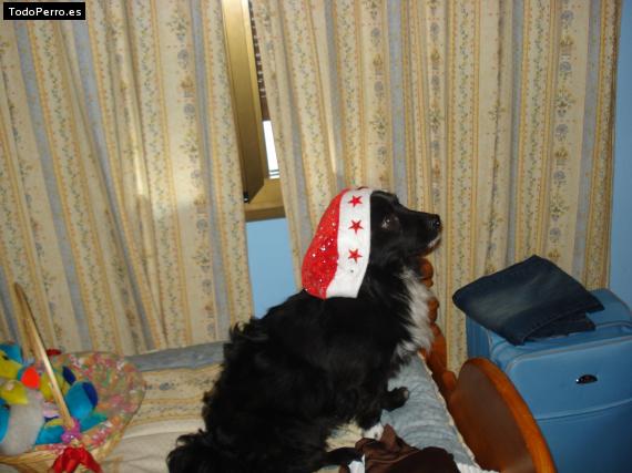 Foto del perro Jaki