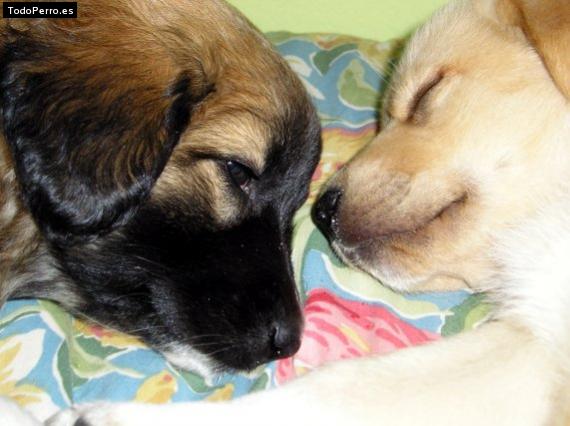 La foto del perro Coma y simba Foto del perro Coma y simba