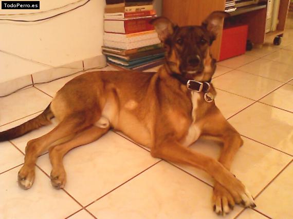 Foto del perro Chocolate