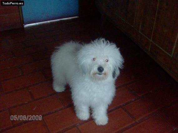 Foto del perro Symon