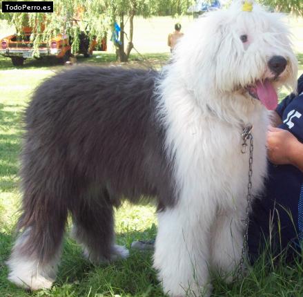 Foto del perro Lola