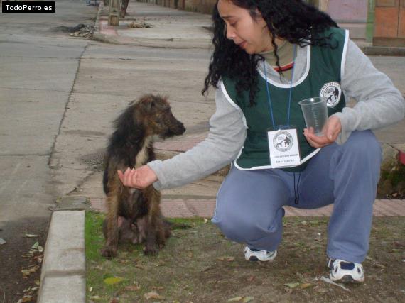 Foto del perro Tot