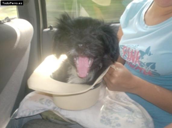 Foto del perro Clifford