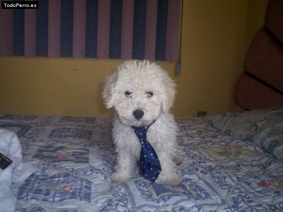 Foto del perro Benjy