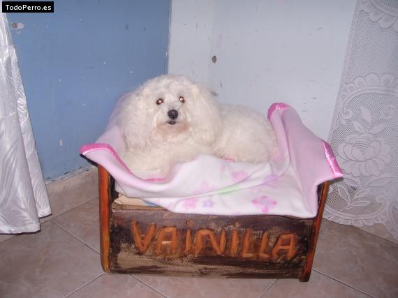 Foto del perro Vainilla