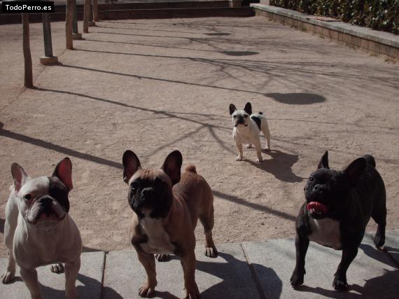 Foto del perro Gordi, dita, junior y jenny