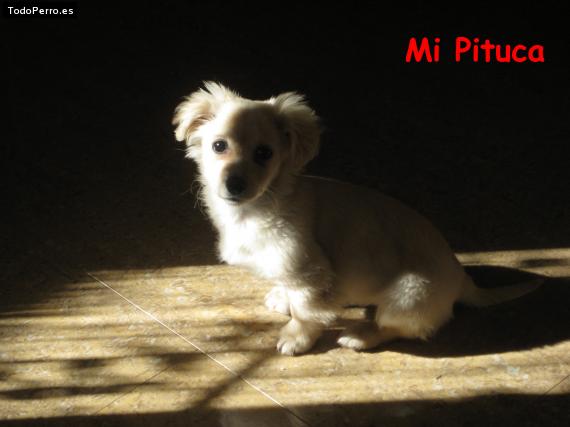 Foto del perro Pituca