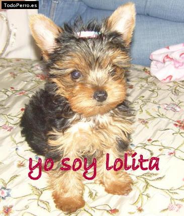 Foto del perro Lolita