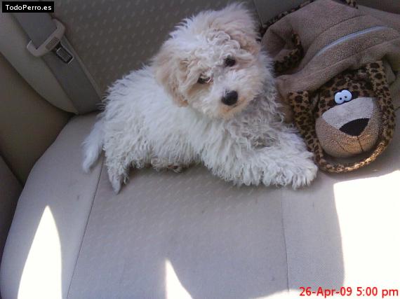 Foto del perro Cloy