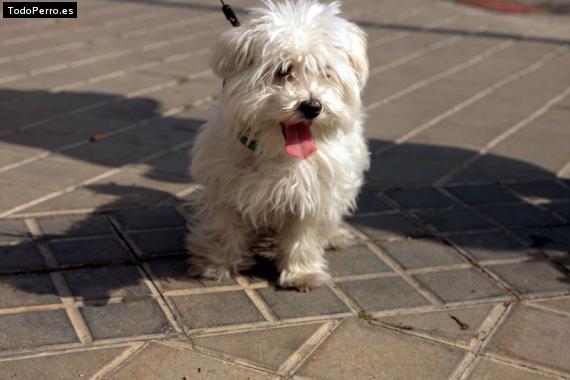 Foto del perro Spock