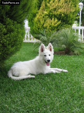 Foto del perro Chandon