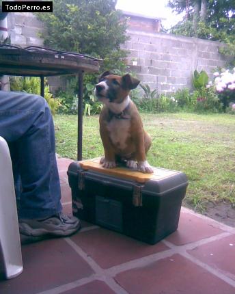 Foto del perro Napolion