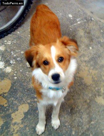 Foto del perro Tomy