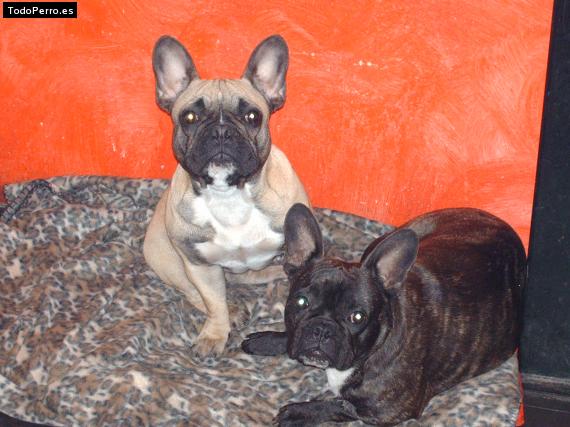 Foto del perro Jenny y dita