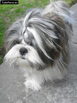 Foto del perro Junior silverio