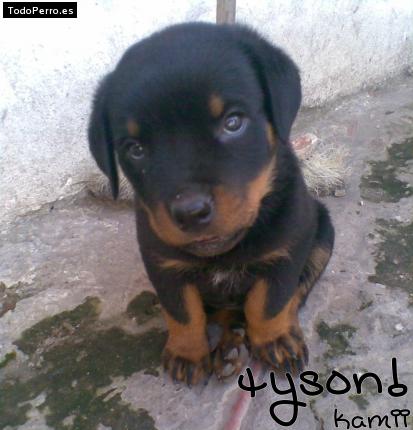 Foto del perro Tyson