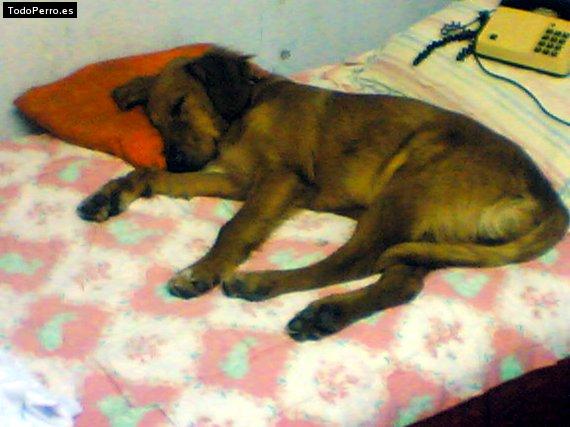 Foto del perro Martin