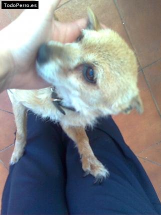 Foto del perro Chispi
