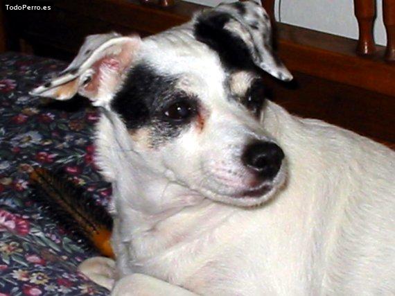 Foto del perro Missy