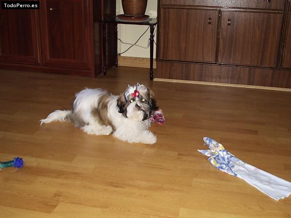 Foto del perro Judy