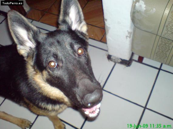 Foto del perro Zucky