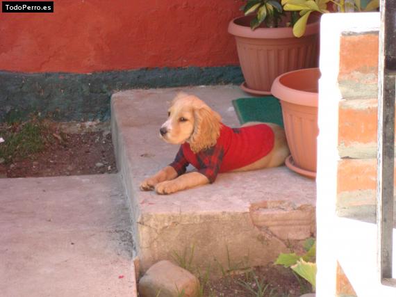 Foto del perro Snoopy