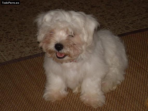 Foto del perro Roly