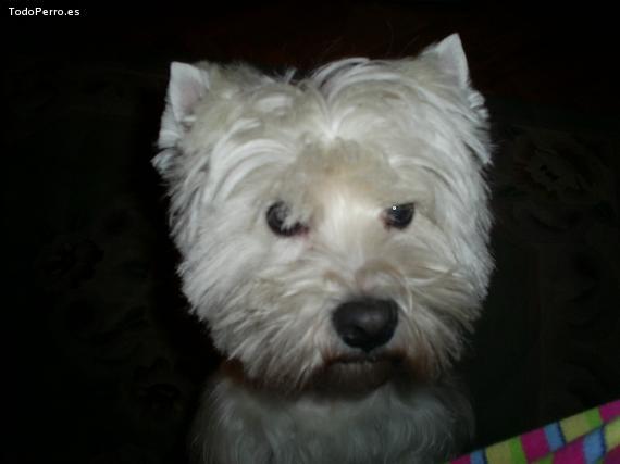 Foto del perro Quira