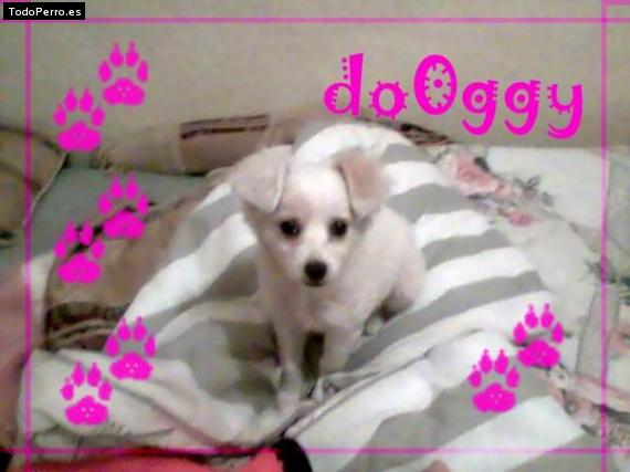 Foto del perro Doggiie