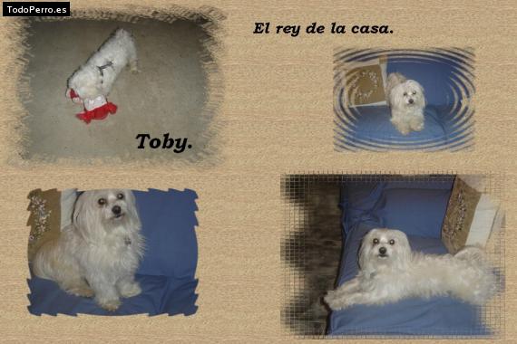 Foto del perro Toby