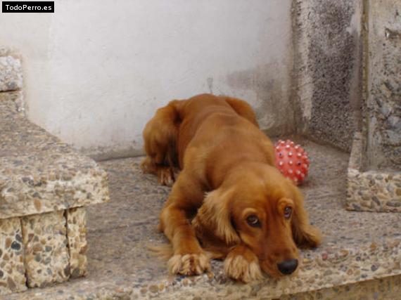 Foto del perro Neyi