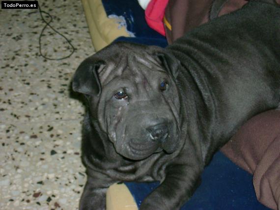 Foto del perro Tayson