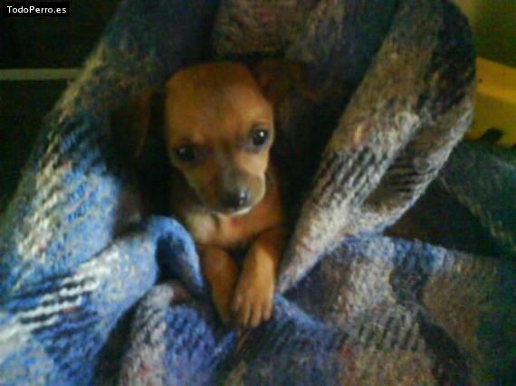 Foto del perro Carola